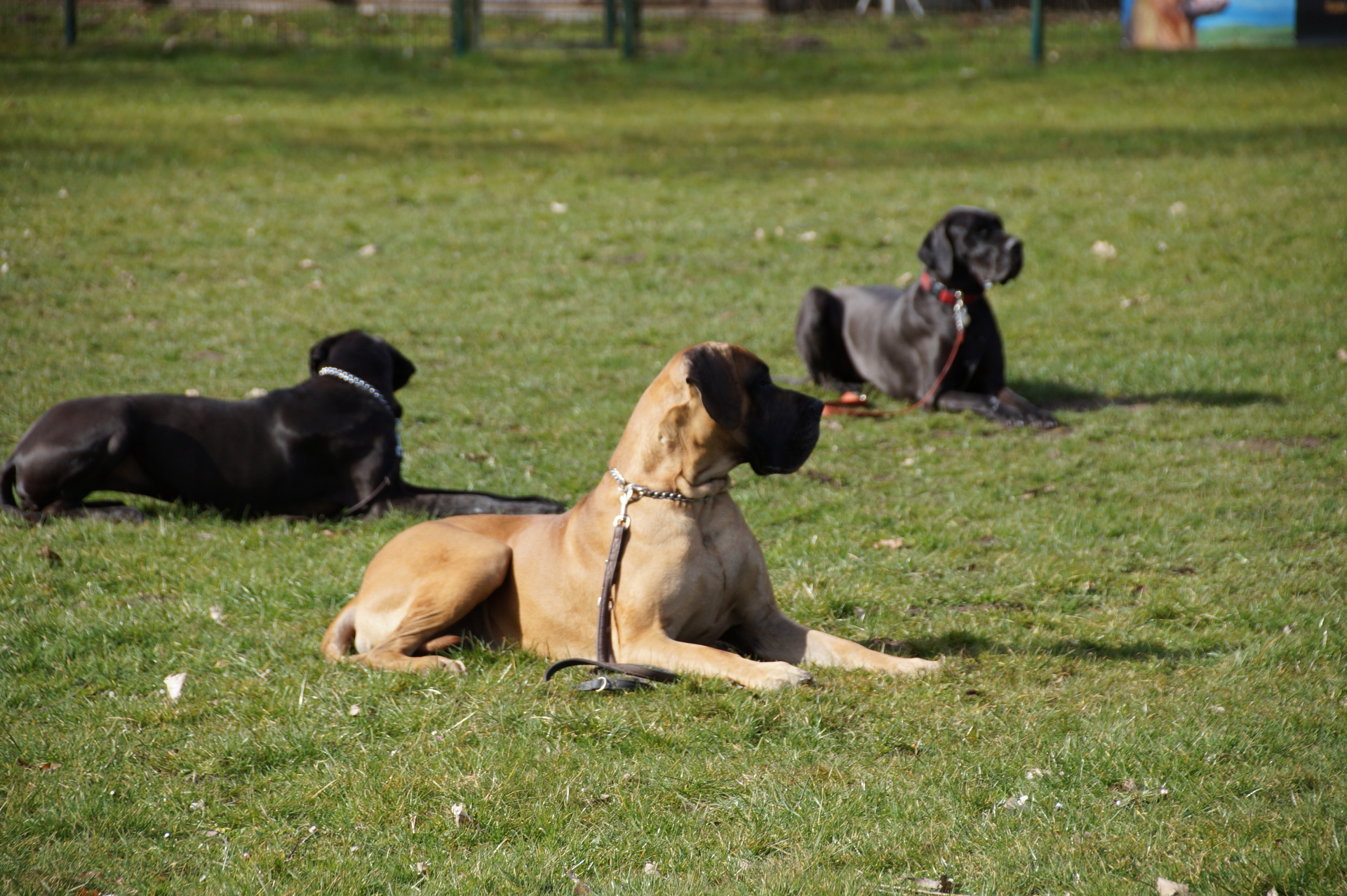 3 abgelegte Doggen